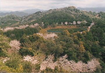 sakura51