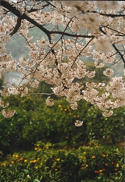 sakura53