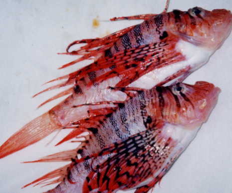 ミノカサゴ 標本 Pterois lunulata 約30cm ミノカサゴ 標本 Pterois lunulata 約30cm