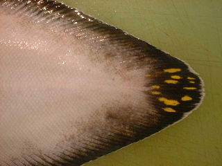 平凡　月魚 bakushin-p-blu.jpg