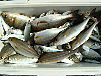 �C�T�M�A�A�W