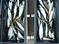 �A�W�A�T�o