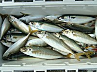 �A�W�A�T�o