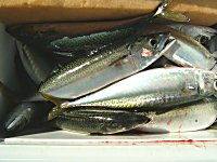 �A�W�A�T�o