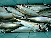 �A�W�A�T�o