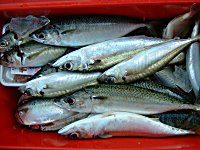 �A�W�A�T�o