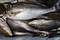 �C�T�M�@�A�W