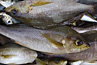 �C�T�M�@�A�W