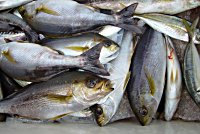 �C�T�M�@�A�W