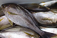 �C�T�M�@�A�W