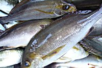 �C�T�M�@�A�W