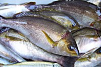 �C�T�M�@�A�W