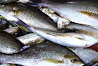 �C�T�M�@�A�W