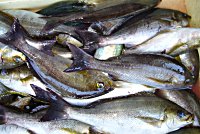 �C�T�M�@�A�W