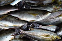 �C�T�M�@�A�W