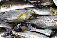 �C�T�M�@�A�W