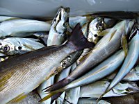 �A�W�@�C�T�M