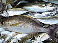 �A�W�@�C�T�M