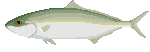 メジロ