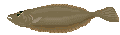 ヒラメ