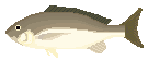 イサギ
