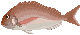 マダイ