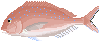 真鯛