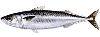 サバ