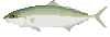 ハマチ