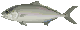 シオ