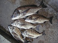 チヌ5