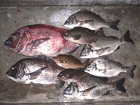 真鯛、チヌ、グレ
