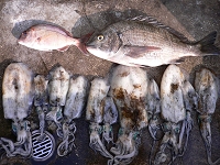 アオリイカ、チヌ