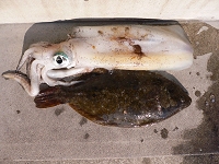 アオリイカ、ヒラメ