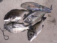 アオリイカ、チヌ