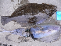 ヒラメ、アオリイカ