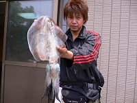 アオリイカ