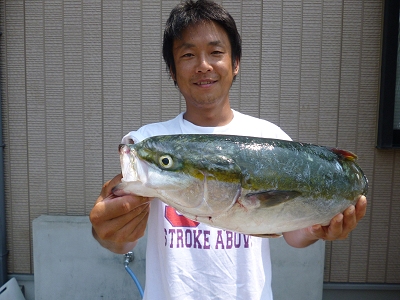 ハマチ