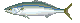 シマアジ